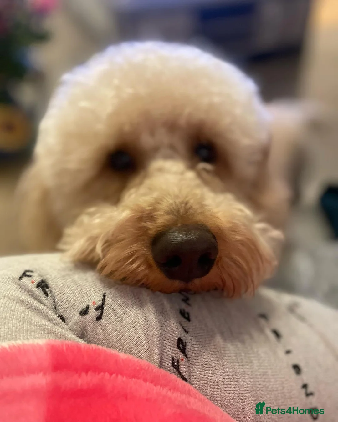 Poodle dogs for stud: FOR STUD Moyen Poodle (proven)  in Northampton - Advert 25