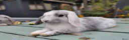 Mixed Breed rabbits for sale: Mixed breed £70 each - Advert 10