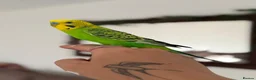 Budgerigars birds for sale: Young budgies for sale   - Advert 3