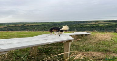 Cavalier King Charles Spaniel dogs - Advert 4