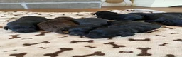 Cockapoo dogs for sale: 6 stunning F1 cockapoo puppies, black and browns  - Advert 3