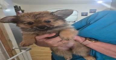 Pomchi dogs - Advert 4