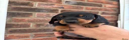 Miniature Dachshund dogs for sale: Beautiful KC true to breed miniature dachshunds   - Advert 8