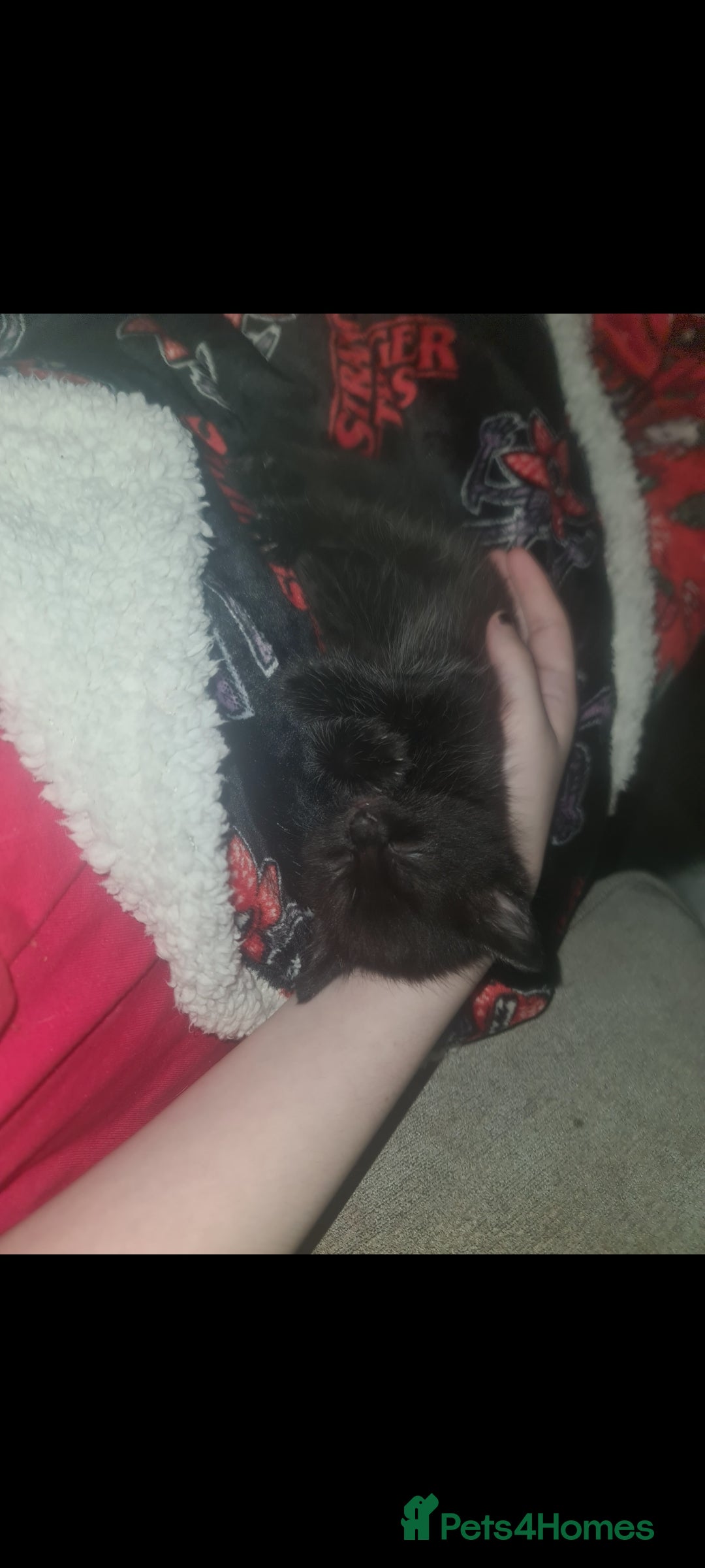 Mixed Breed cats for sale: Affectionate adorable kittens  - Advert 8