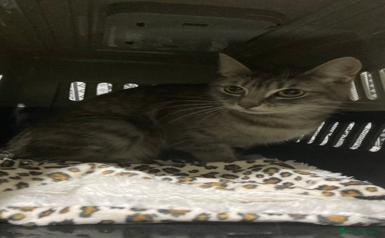 Mixed Breed cats Half Bengal girl 10months old ready to go now - Advert 4