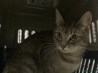 Mixed Breed cats Half Bengal girl 10months old ready to go now - Advert 1