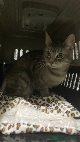 Mixed Breed cats Half Bengal girl 10months old ready to go now - Advert 4