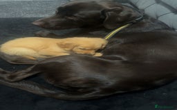 Labrador Retriever dogs for stud: STUD kc registered and health checked  - Image 4