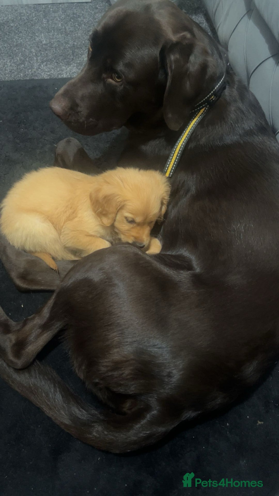 Labrador Retriever dogs for stud: STUD kc registered and health checked  - Image 4