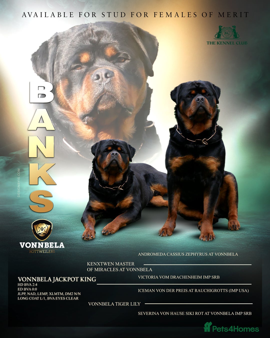 Rottweiler dogs for stud: BEAUTIFUL OLD TYPE BIG BONED ROTTIE! For stud in Mansfield - Advert 3