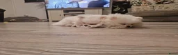 Pomeranian dogs for sale: pure white pomeranians 15 weeks old for sale - Advert 6