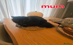 Mixed Breed cats for sale: Mixed black female kittens  - Image 3