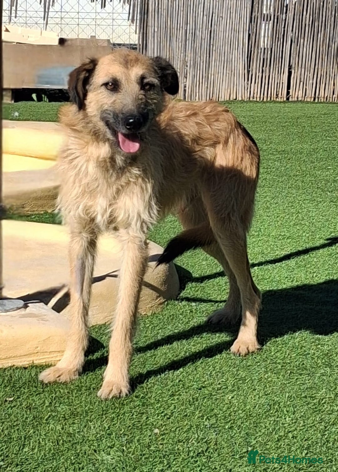 Mixed Breed dogs for adoption: Future Uncertain - Kennel Closed  - Advert 4