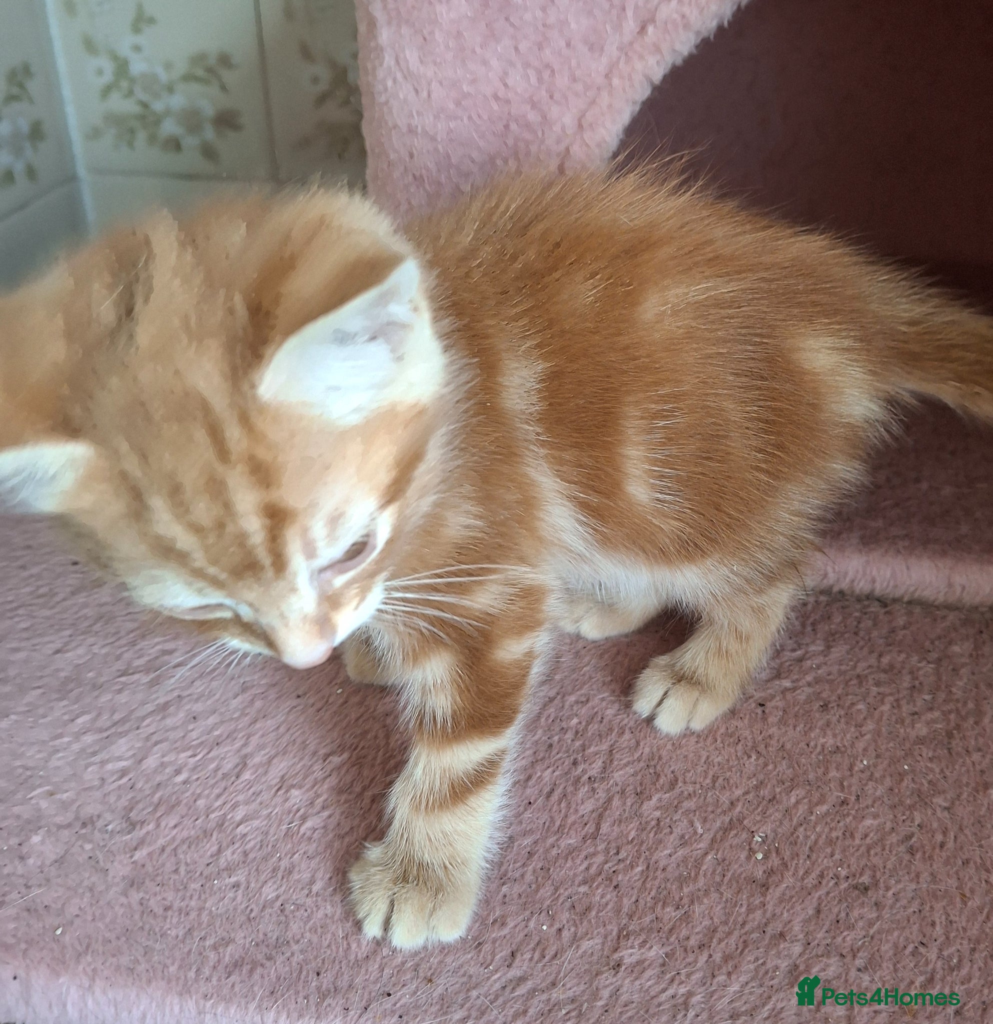 Mixed Breed cats for sale: 2 Beautiful Boys Available  - Advert 11
