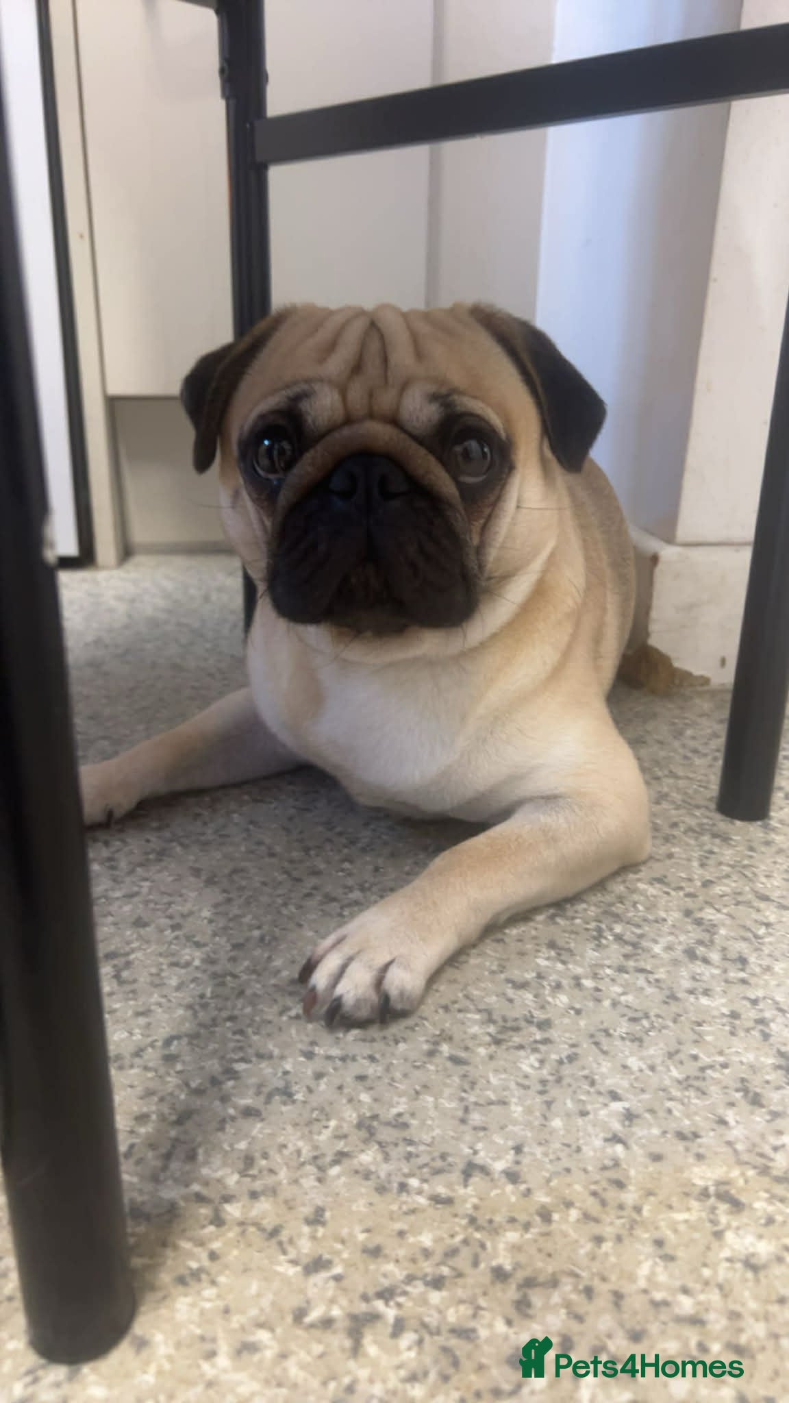 Pug dogs Pug male - Advert 10