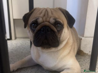 Pug dogs Pug male - Advert 10