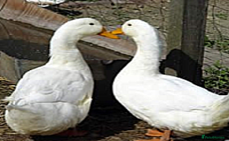 Ducks poultry - Advert 1