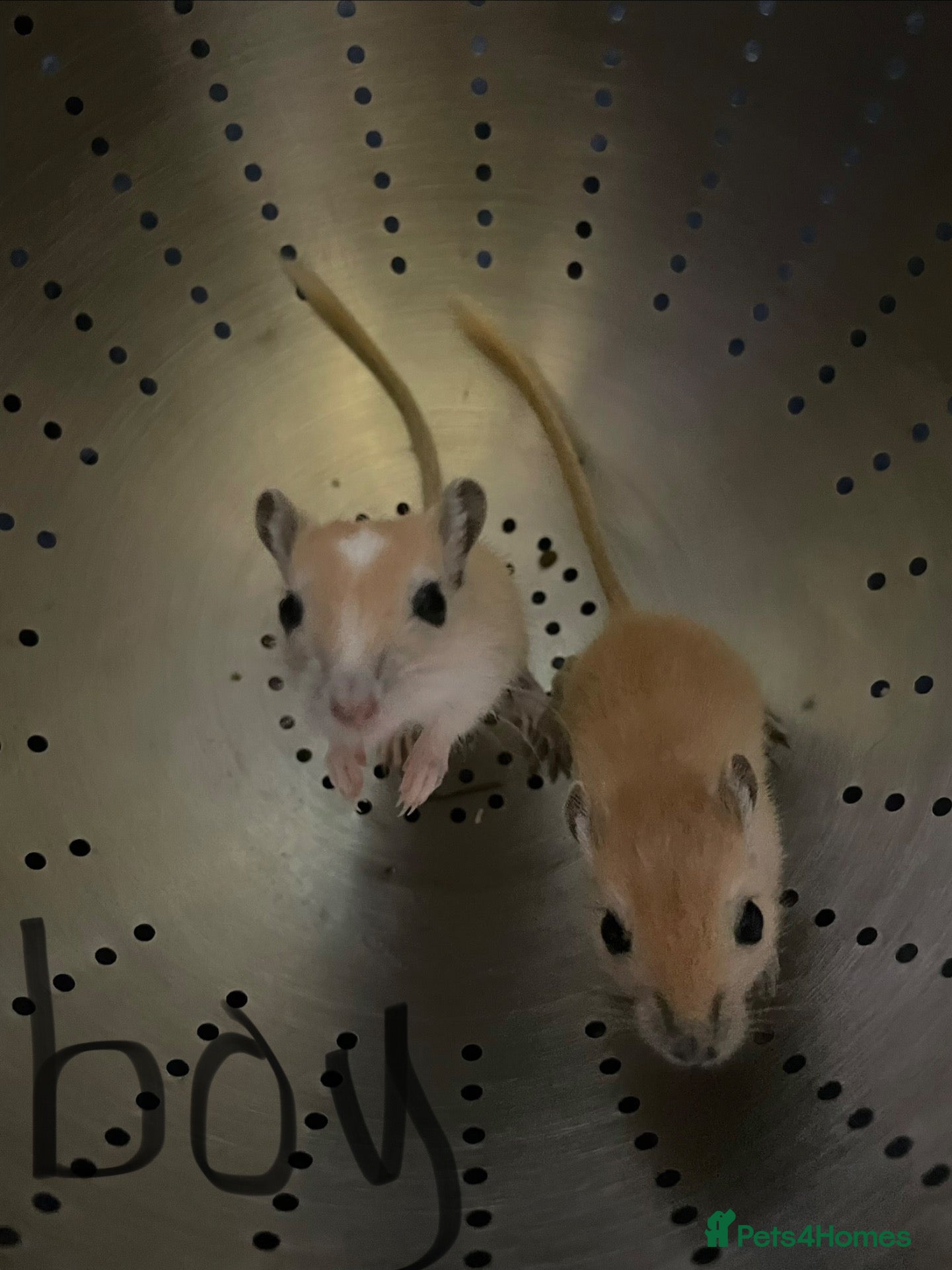 Gerbil rodents Baby gerbils for sale 1 girl 3 boys - Advert 2