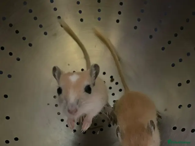 Gerbil rodents Baby gerbils for sale 1 girl 3 boys - Advert 2