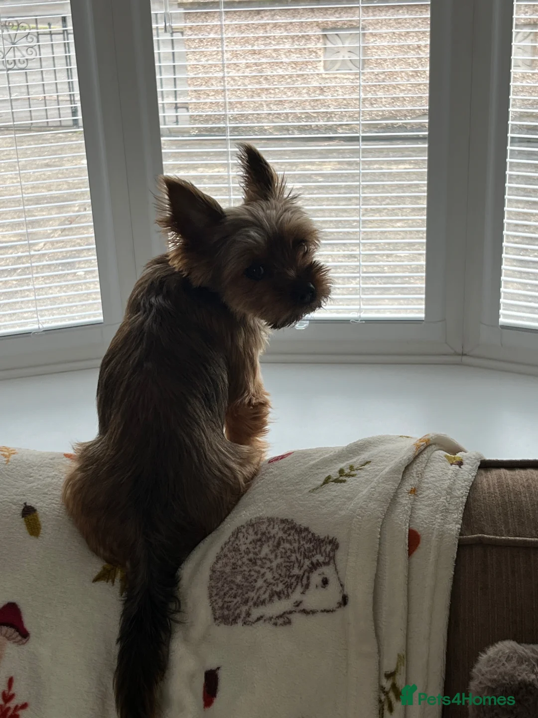 Yorkshire Terrier dogs for sale: Female Yorkshire Terrier  - Advert 1