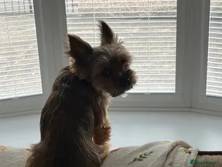 Yorkshire Terrier dogs Female Yorkshire Terrier - Advert 9
