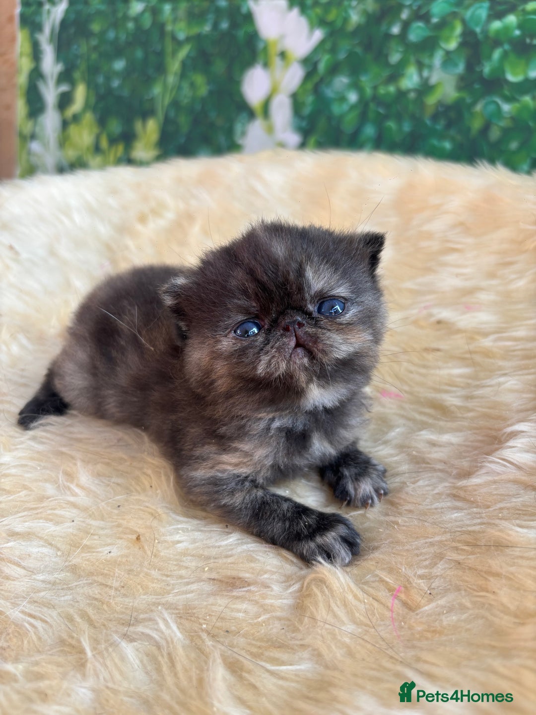 Exotic cats for sale: ⭐️ Exotic kittens 1 male 2 female ⭐️ - Image 12