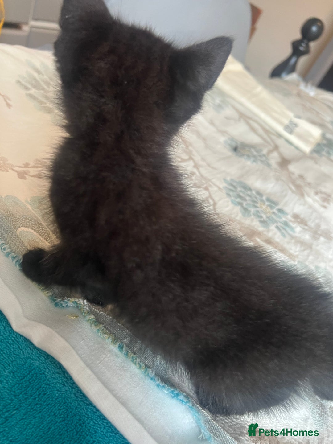 British Shorthair cats for sale: British shorthair beautiful kittens  - Image 6