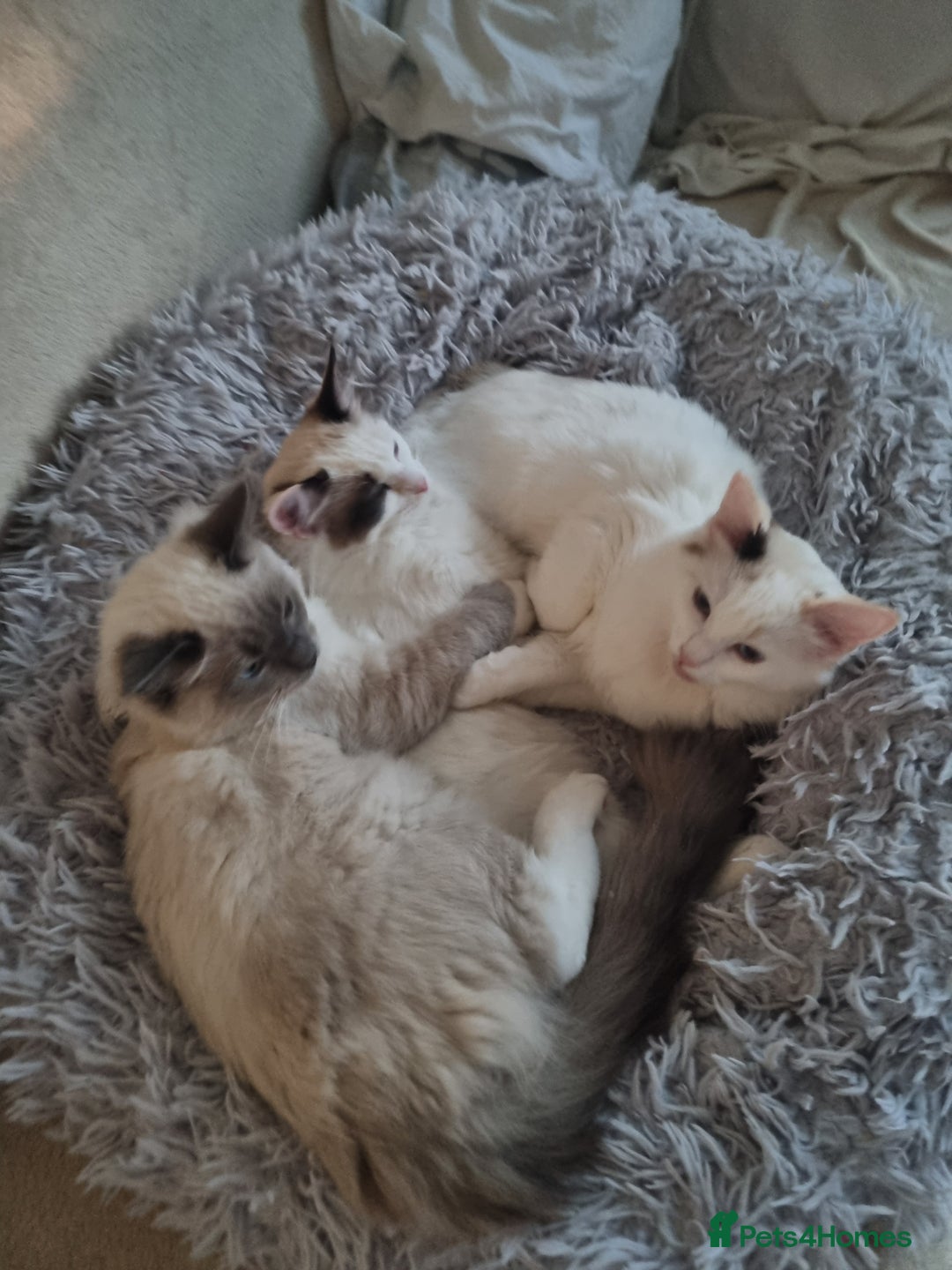 Ragdoll cats for sale: Ragdoll Bicollor girls - Advert 8