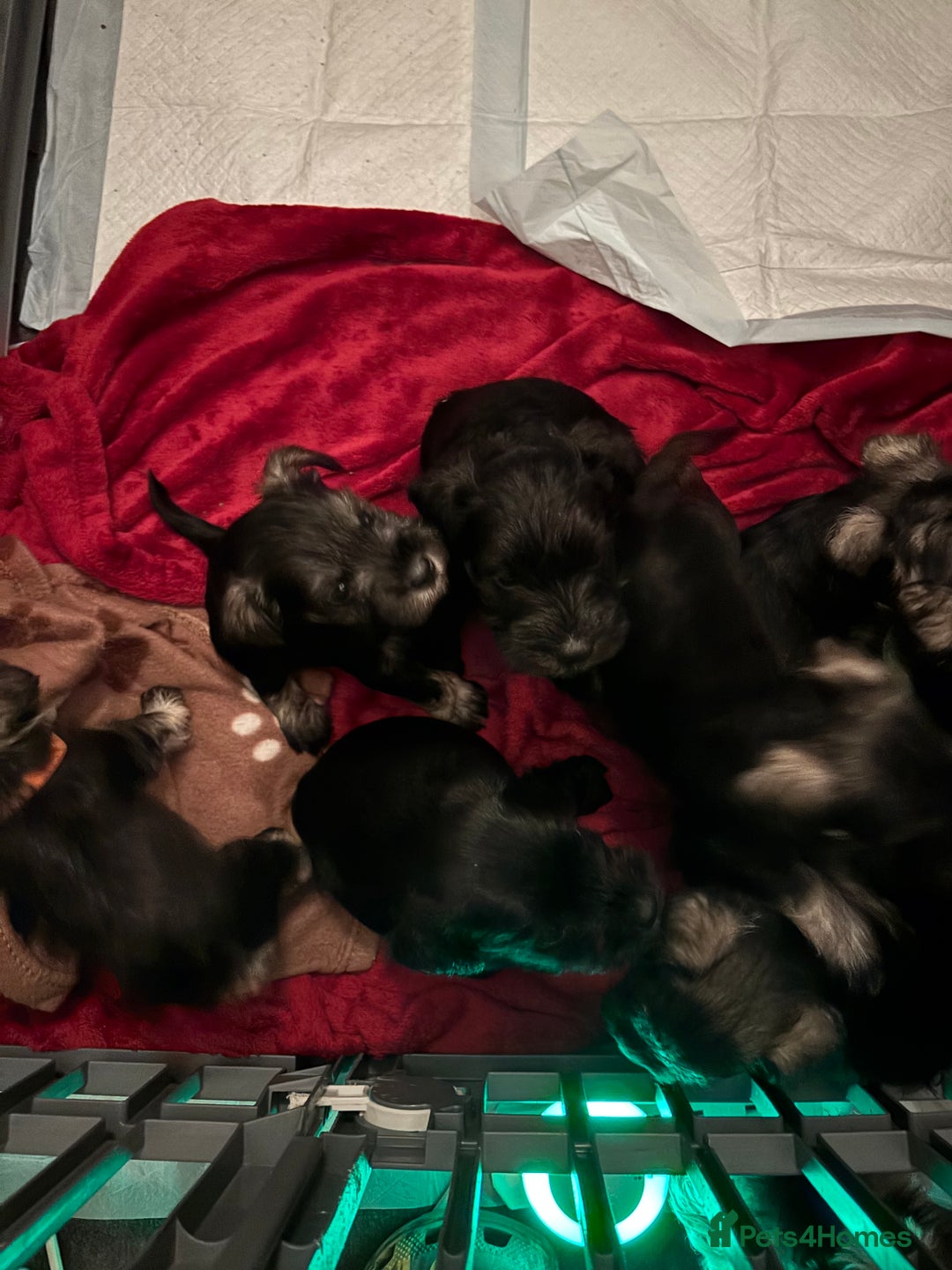 Miniature Schnauzer dogs for sale: Miniature schnauzer puppies - Advert 3