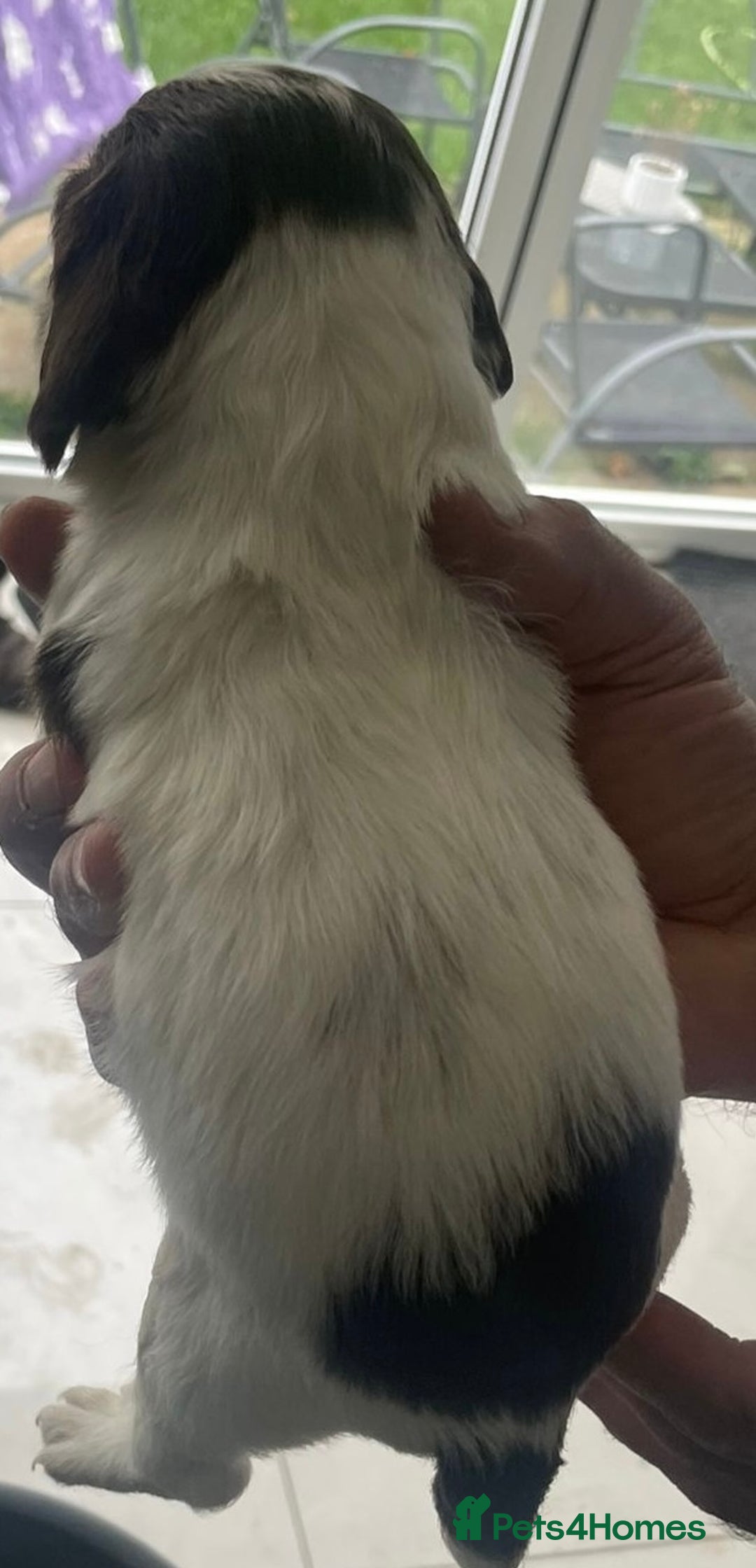 English Springer Spaniel dogs for sale: Beautiful Springer Spaniel working line - Advert 19