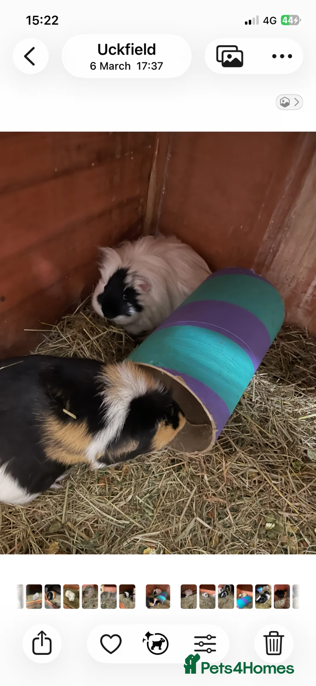 Guinea Pig rodents for sale: Smooth and long haired male and female Guineqpigs  in Uckfield - Advert 4
