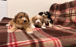 Cockapoo dogs for sale: stunning toy cockapoo  - Advert 21