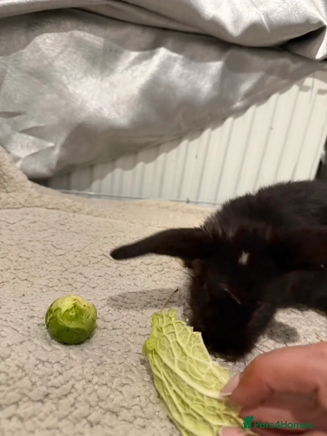 English Lop rabbits for sale: Lop rabbits for sale  - Advert 4