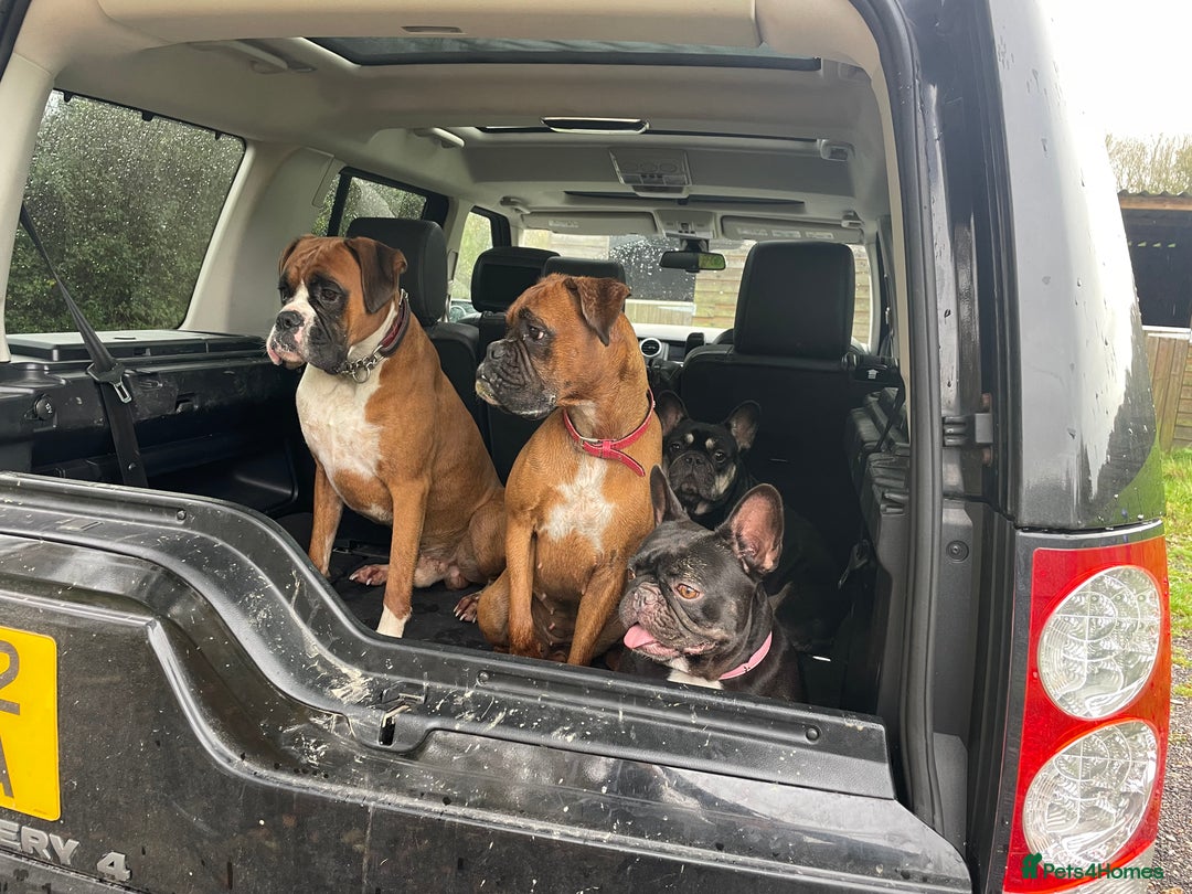 Boxer dogs for sale: Beautiful Boxer Puppies  🐾 - Image 10
