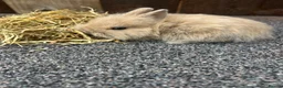 Mixed Breed rabbits for sale: Baby bunnies  - Advert 24