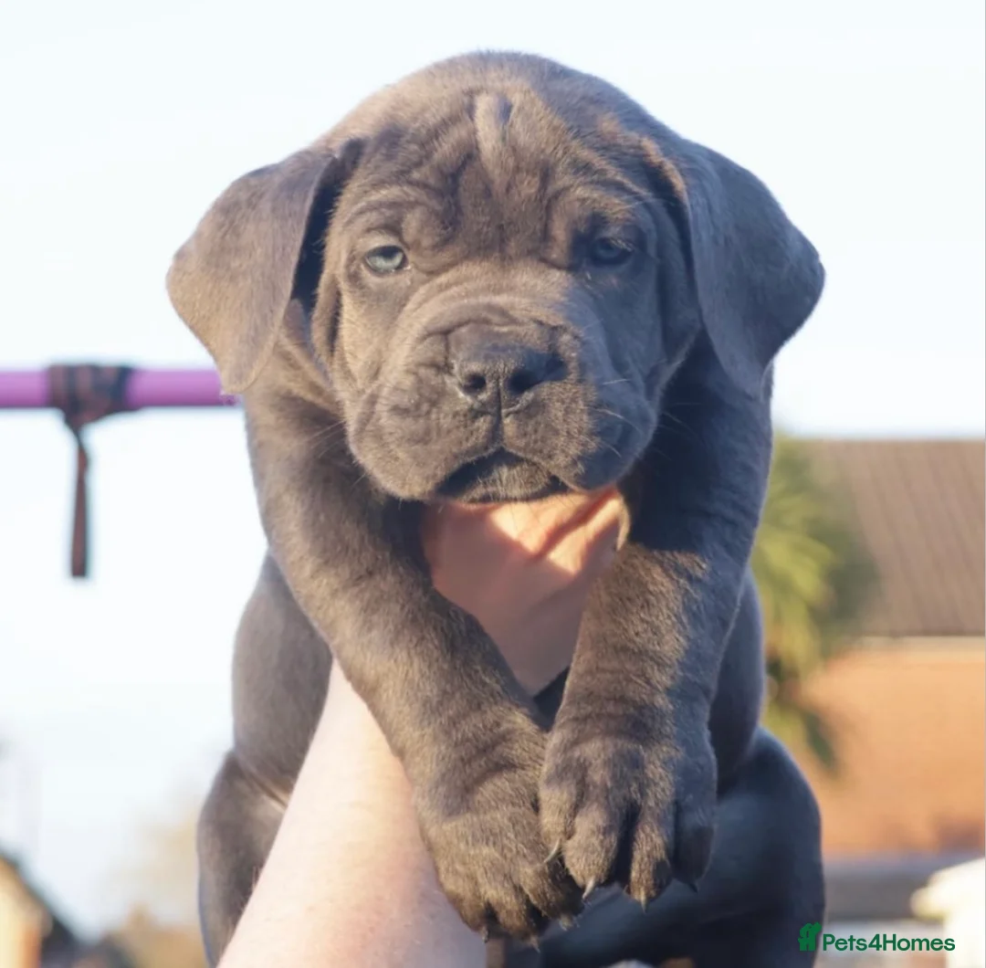 Boerboel dogs for stud: Imperial Health Tested & Champion Stud in Eastleigh - Advert 32