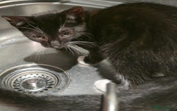 Mixed Breed cats for sale: Kittens for sale - Image 6
