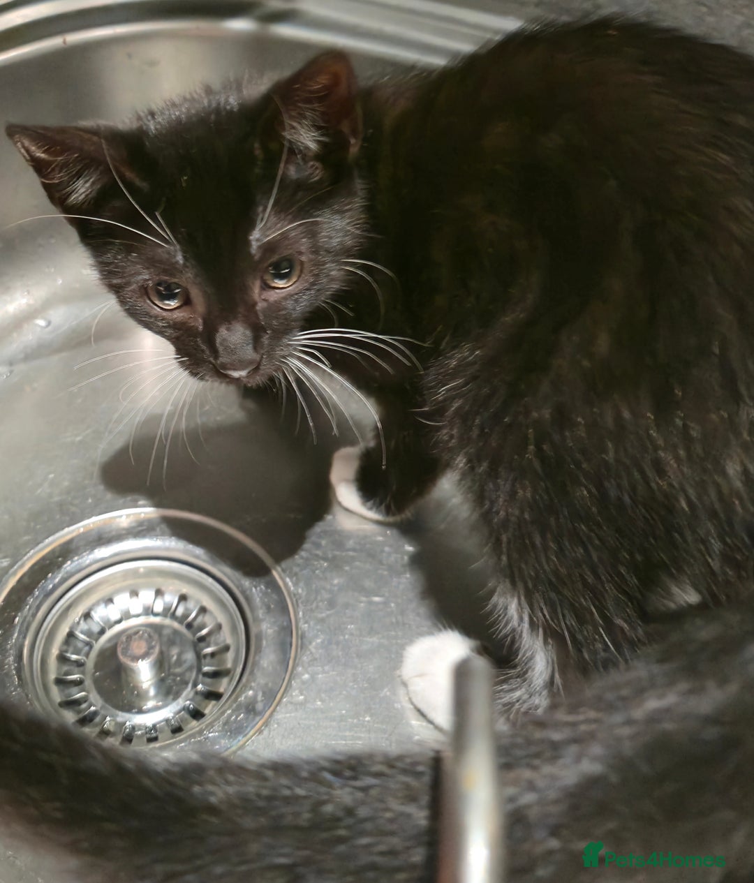 Mixed Breed cats for sale: Kittens for sale - Image 6