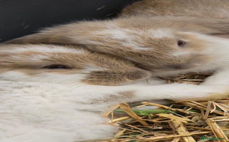 French Lop rabbits for sale - Advert 1