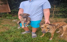 Lurcher dogs for sale: Lurcher pups for sale - Image 10