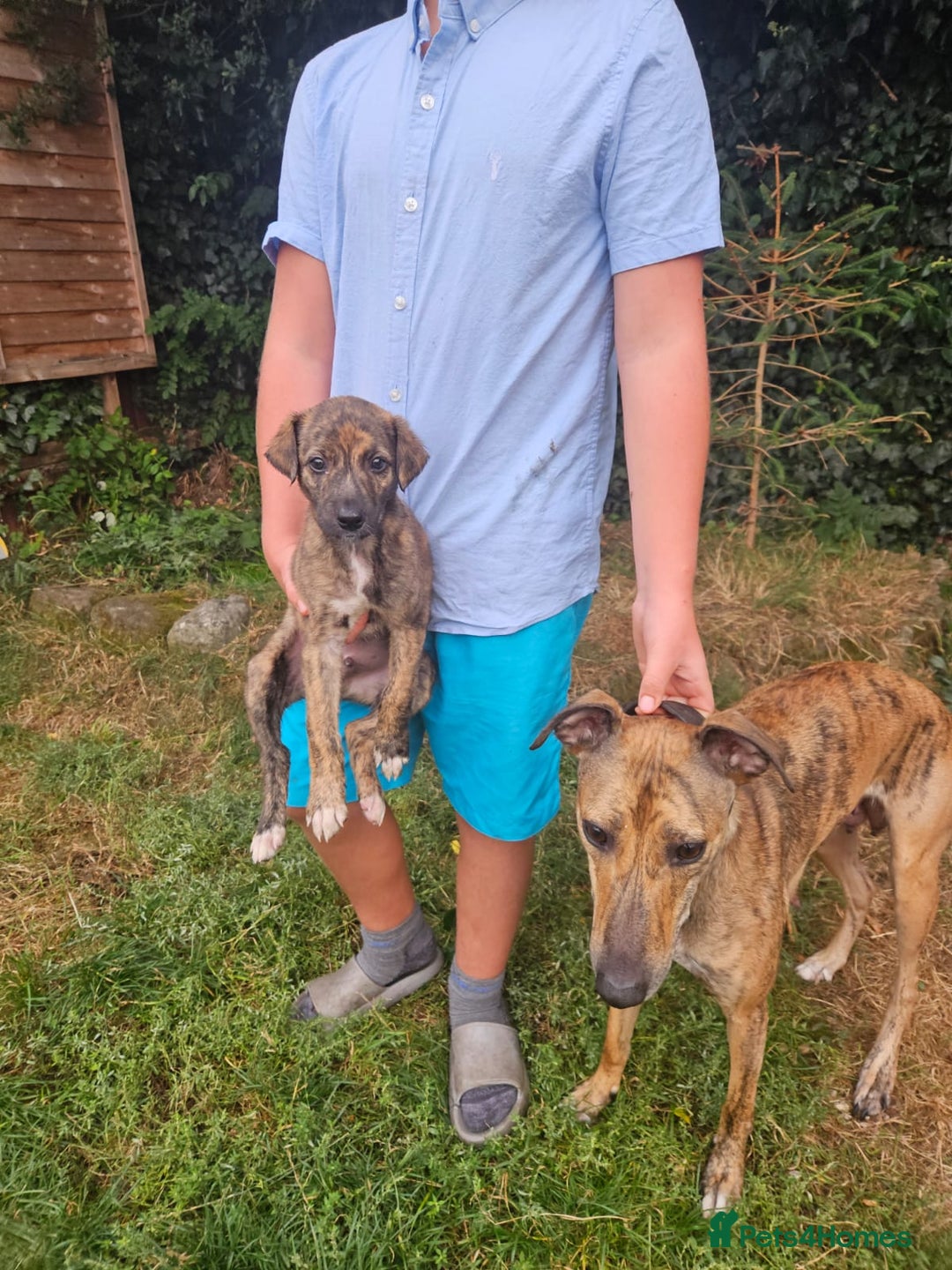Lurcher dogs for sale: Lurcher pups for sale - Image 10
