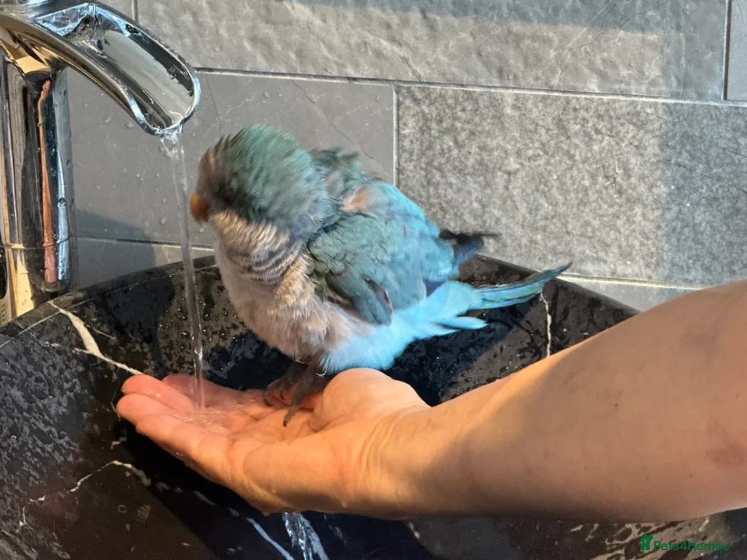 Parakeets birds for sale: Tame and speaking Monk Parakeet (blue) in Surbiton - Advert 2