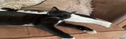 Domestic Shorthair cats for sale: Three tuxes up for grabs :) - Advert 9