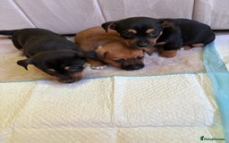 Jack Russell dogs for sale: Jack Russell puppy’s  - Advert 6