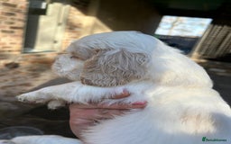 Clumber Spaniel dogs for sale: Clumber spaniel Puppies For Sale COI 6.4% - Advert 19