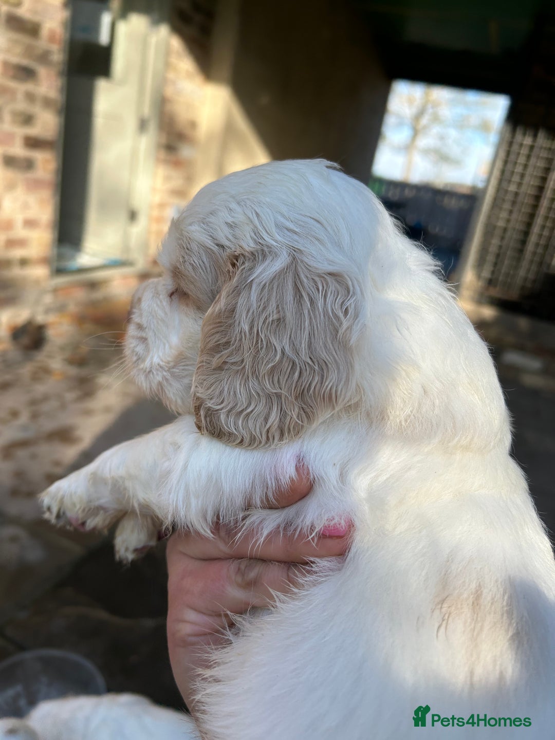 Clumber Spaniel dogs for sale: Clumber spaniel Puppies For Sale COI 6.4% - Advert 19