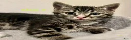 Mixed Breed cats for sale: Beautiful kittens are looking for their new family - Advert 12
