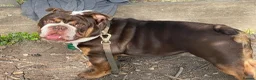 English Bulldog dogs for stud: chocolate tri british bulldog for stud  - Advert 4