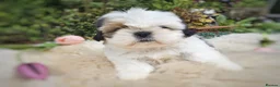 Shih Tzu dogs for sale:  💞 PURE STANDARD SHIH TZU 💕 - Advert 19