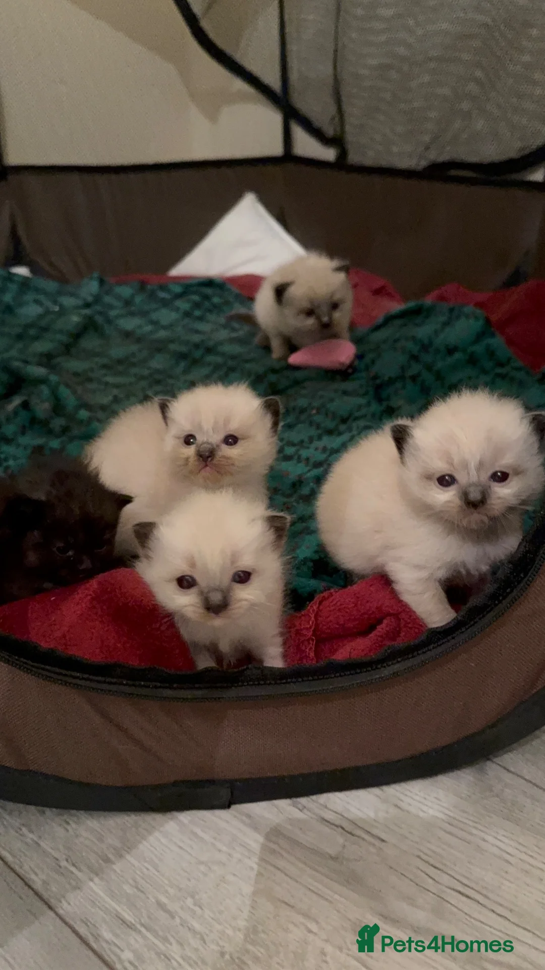 Mixed Breed cats for sale: Ragdoll & British Longhair Mix Kittens - Advert 2